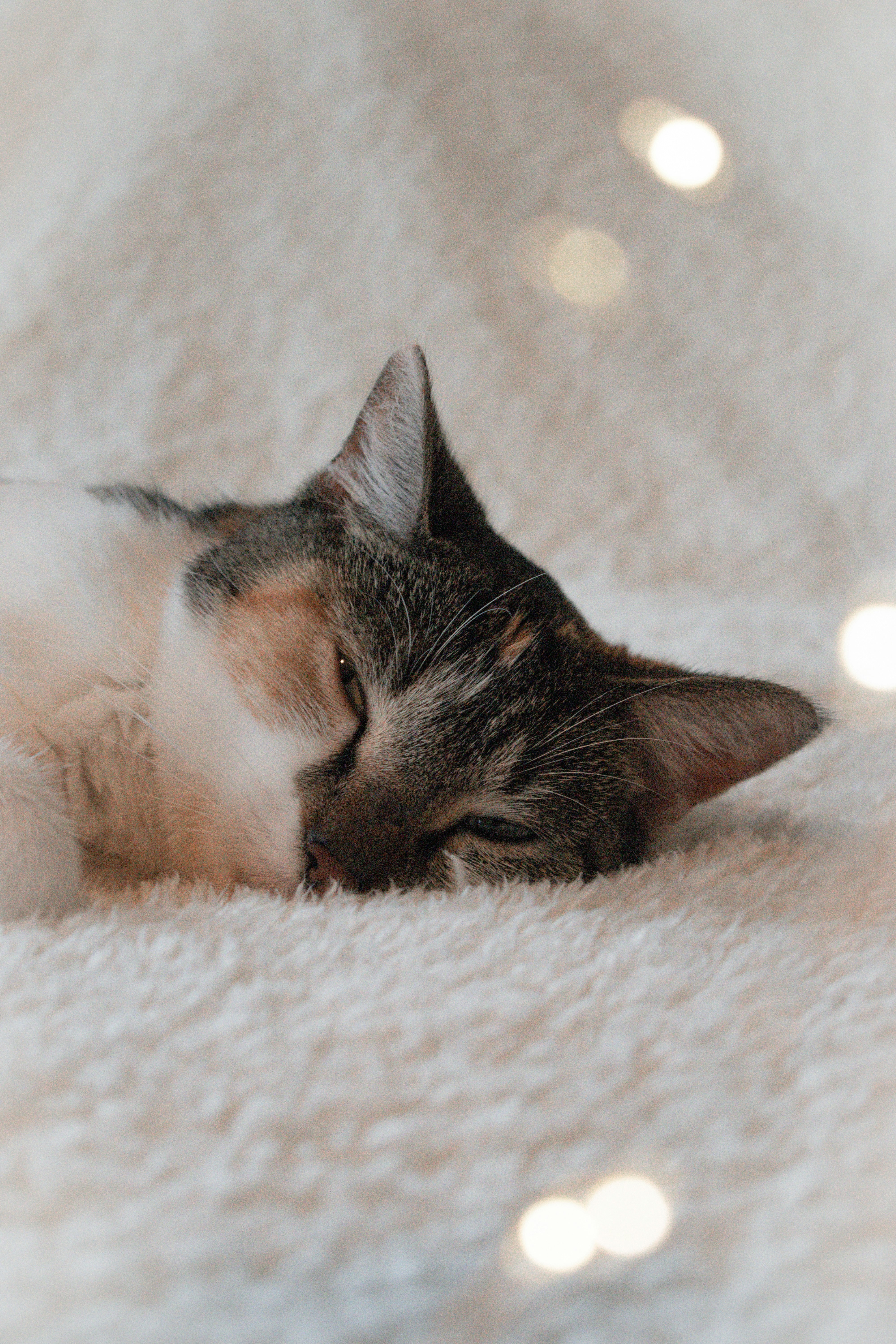 white and black cat lying on white textile